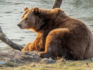 Пазл #20369